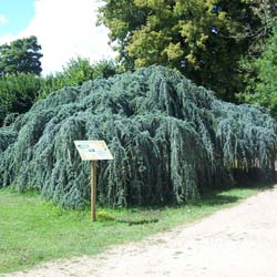 Cedrus atlantica Glauca Pendula